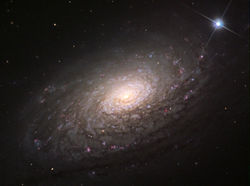 m63_canes_ven